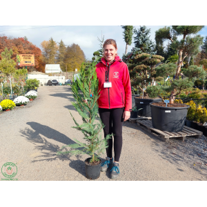 Cyprusovec leylandský (Cupressocyparis leylandii) - výška 100-125 cm, kont. C5L 